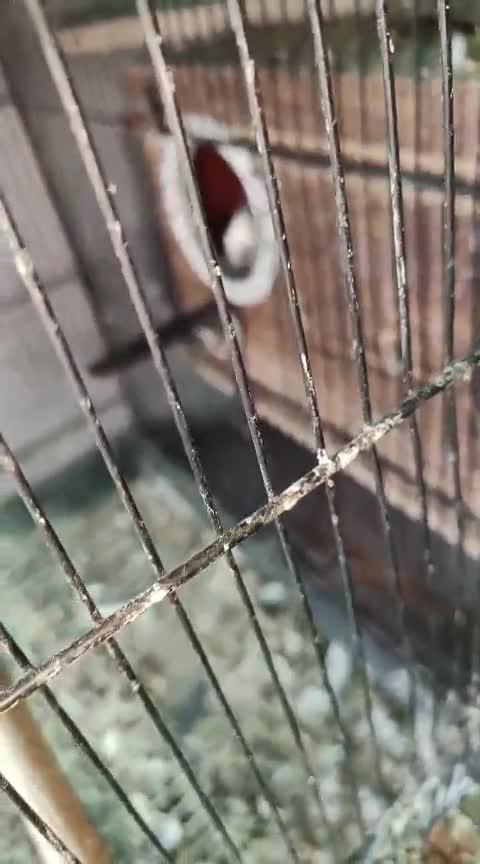 Cockatiel, farm video