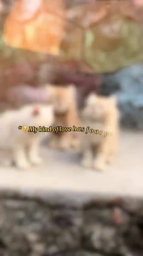 Persian, farm video
