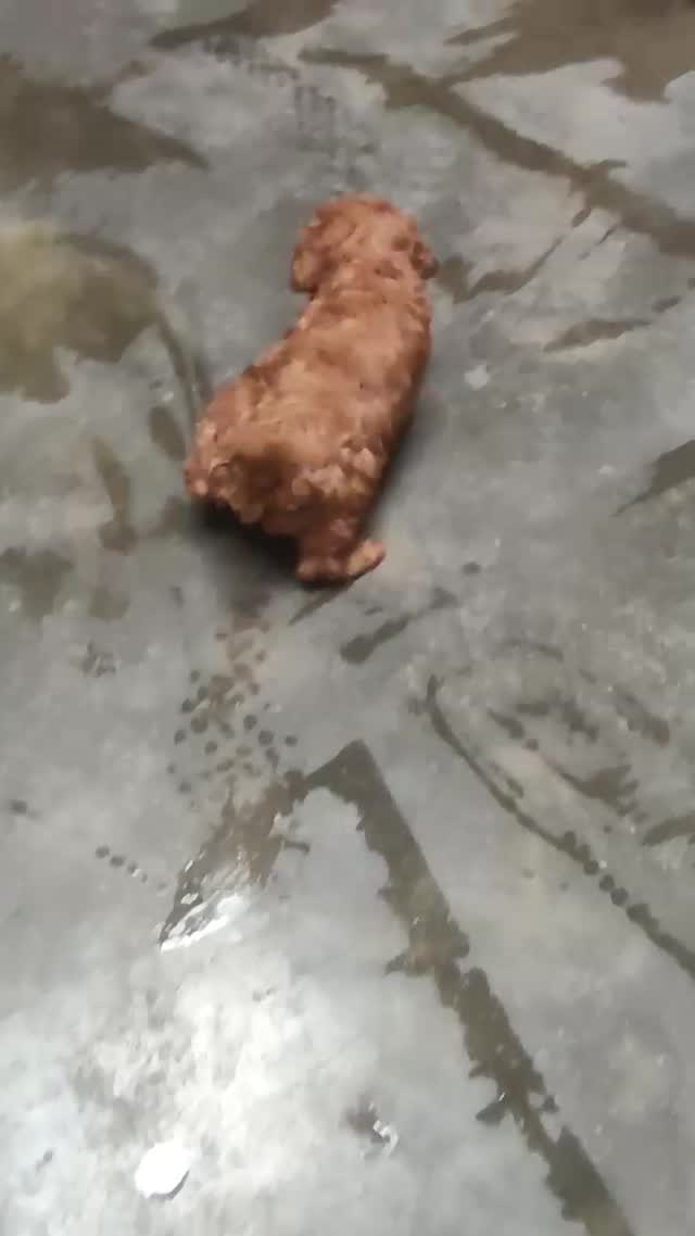 Toy Poodle Puppy, farm video