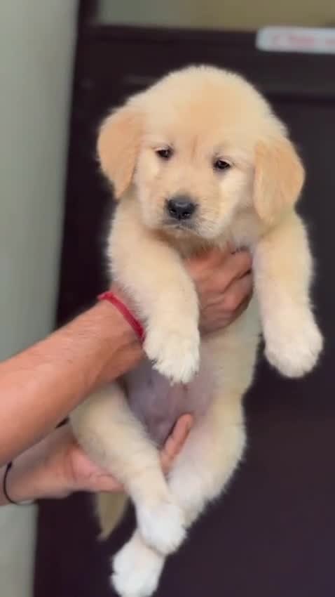 Golden Retriever, farm video