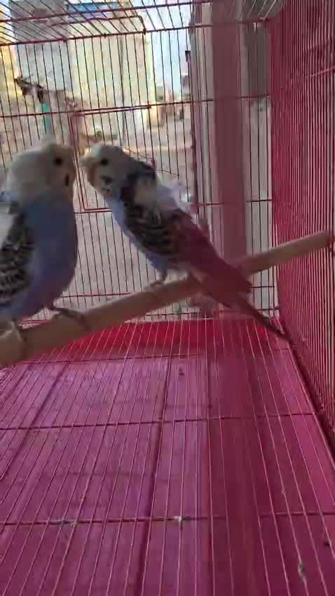 Homer Pigeon, farm video