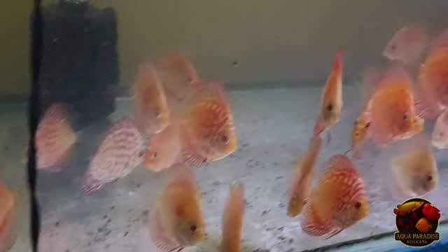 Discus, farm video