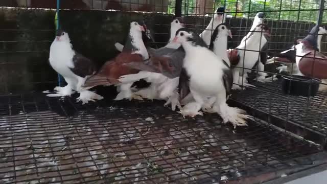 Doberman Pinscher Puppy, farm video