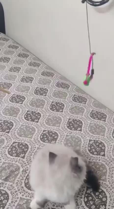 Ragdoll Kitten, farm video
