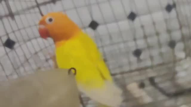 African Love Birds | Peach Face, farm video