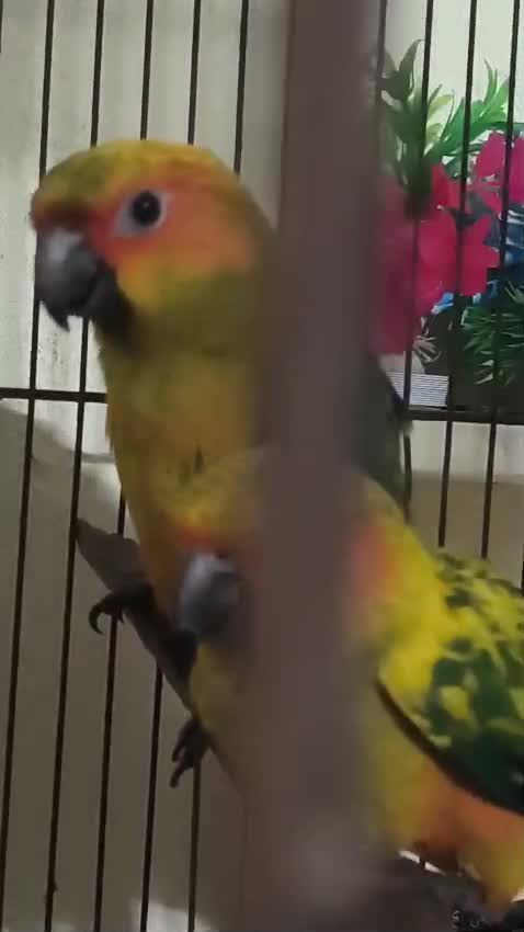 Sun Conure, farm video