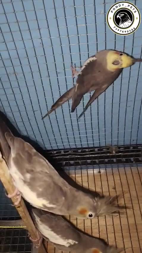 Cockatiel, farm video