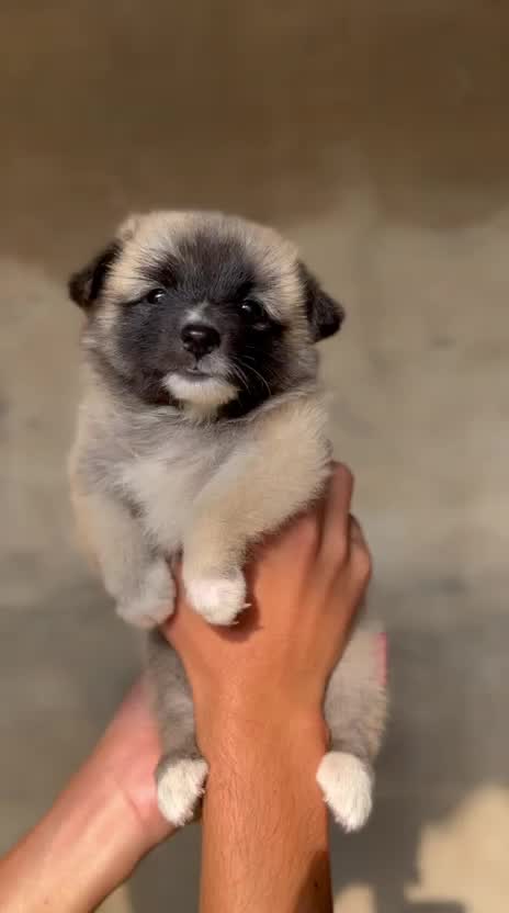 Pomeranian Puppy, farm video