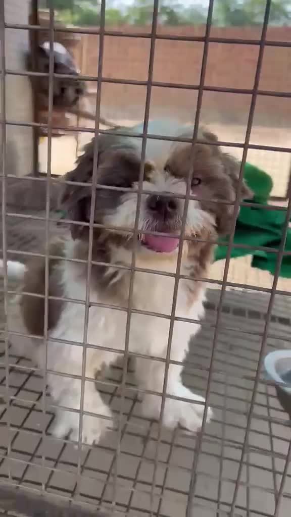 Shih Tzu | Black Color, farm video