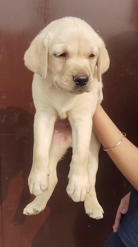 Beagle Black & Tan Puppy, farm video