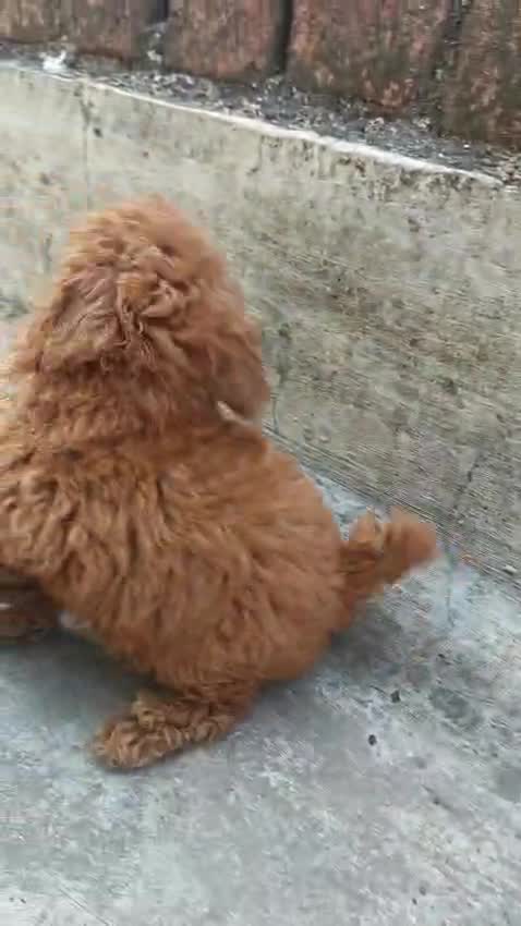 Standard Poodle Puppy, farm video