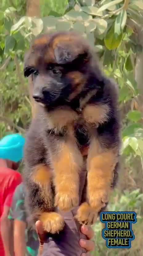 German Shepherd Puppy, farm video