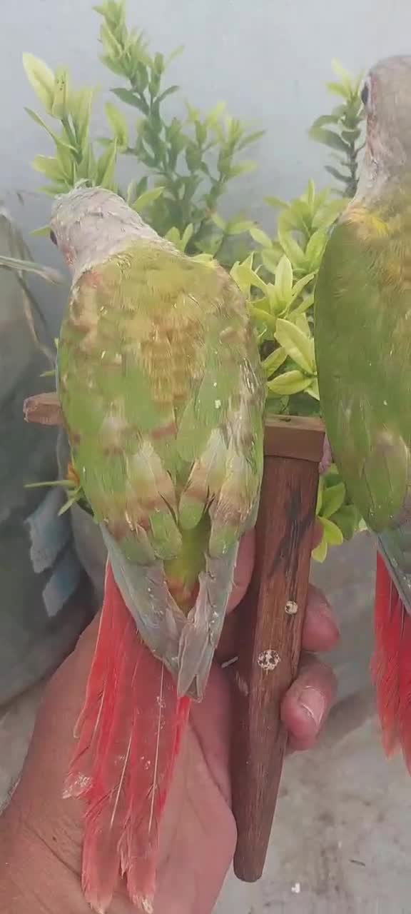 Pineapple Headed Conure, farm video