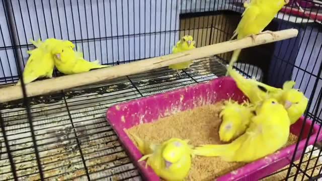 Helicopter Budgies, farm video