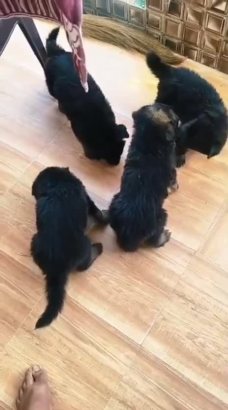 German Shepherd Puppy, farm video