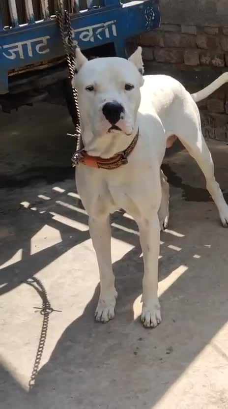 Dogo Argentino Puppy, farm video