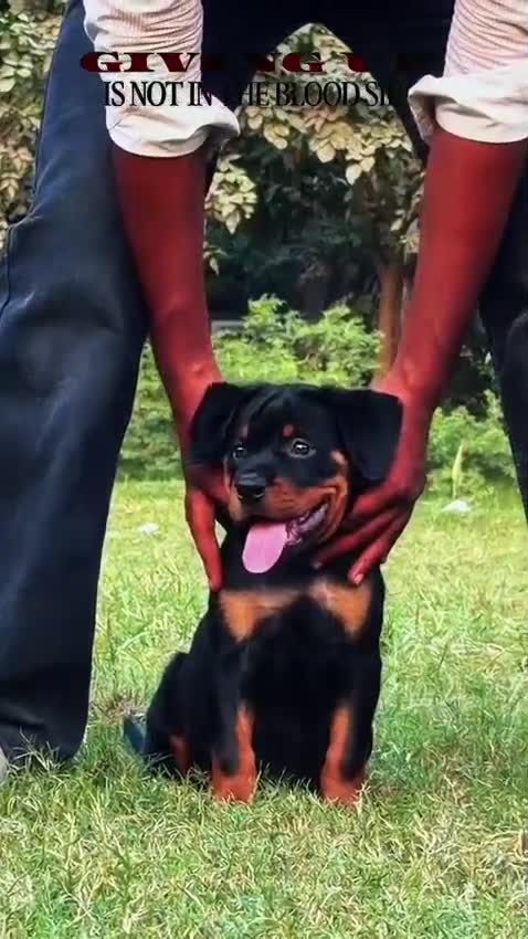 Rottweiler Puppy, farm video