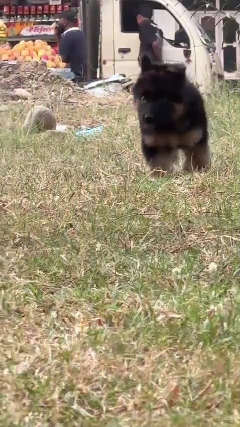 German Shepherd Puppy, farm video
