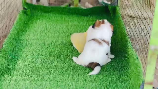 Shih Tzu | Black Color, farm video