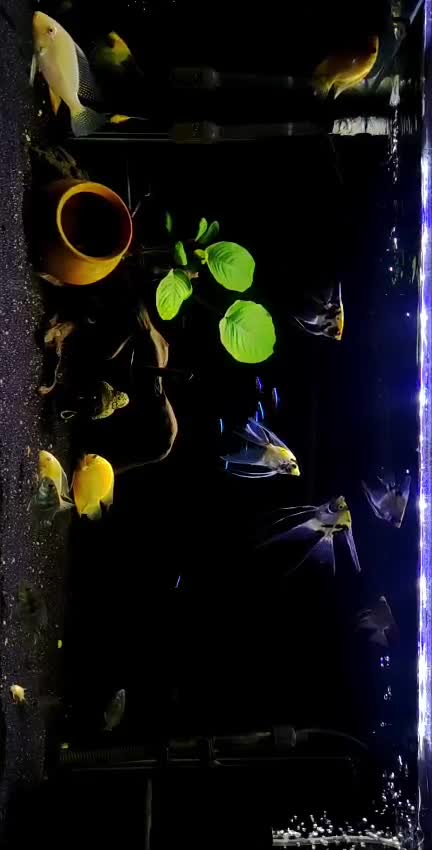 Angelfish, farm video