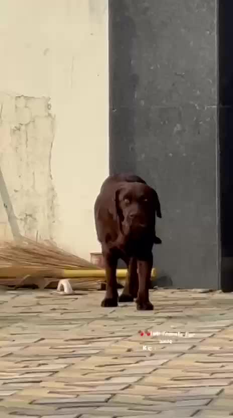Beagle Black & Tan Puppy, farm video
