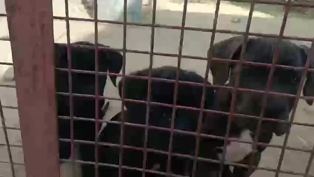 Cane Corso Puppy, farm video