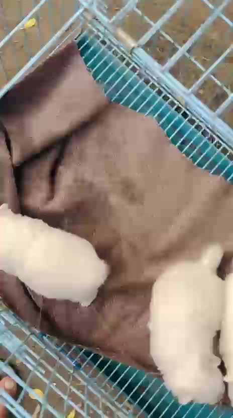 Pomeranian Puppy, farm video
