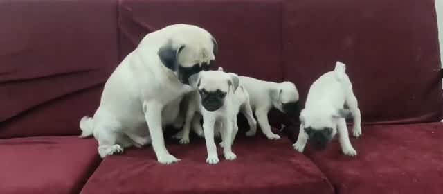 Pug Puppy | Apricot Color, farm video