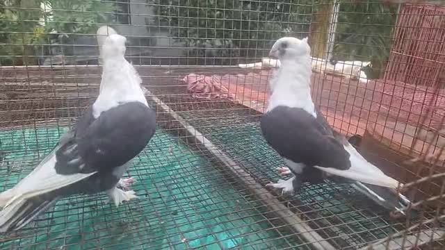 Homer Pigeon, farm video