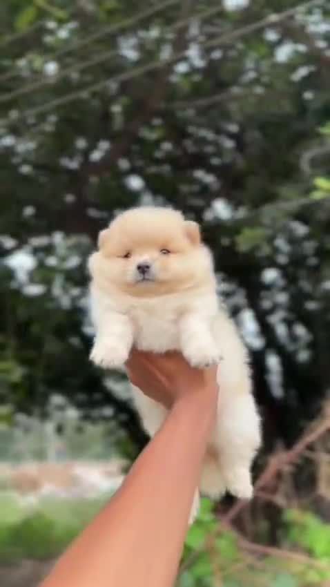 Pomeranian Puppy, farm video