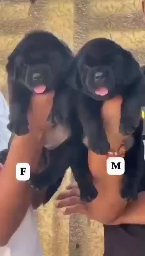 Beagle Black & Tan Puppy, farm video