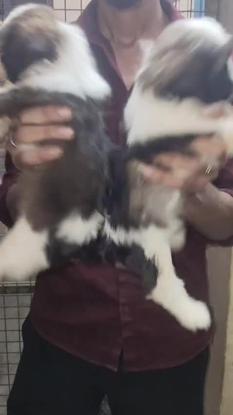 Shih Tzu | Black Color, farm video