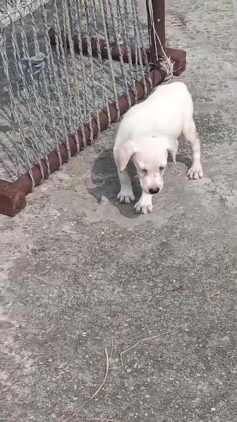 Beagle Black & Tan Puppy, farm video