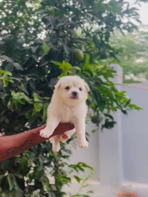 Pomeranian Puppy, farm video