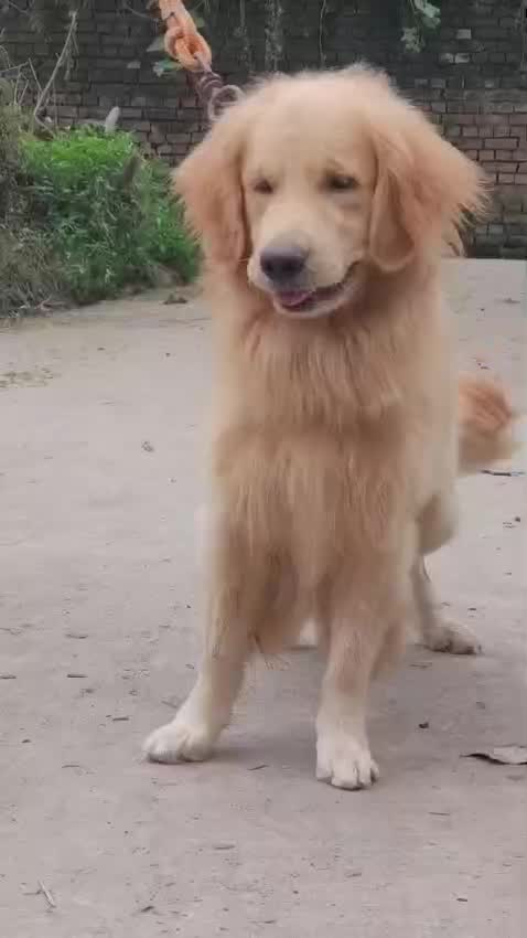 Golden Retriever, farm video