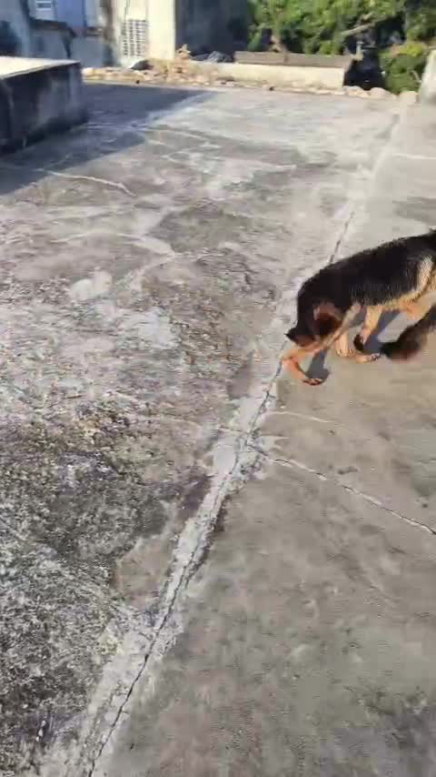 German Shepherd Puppy, farm video