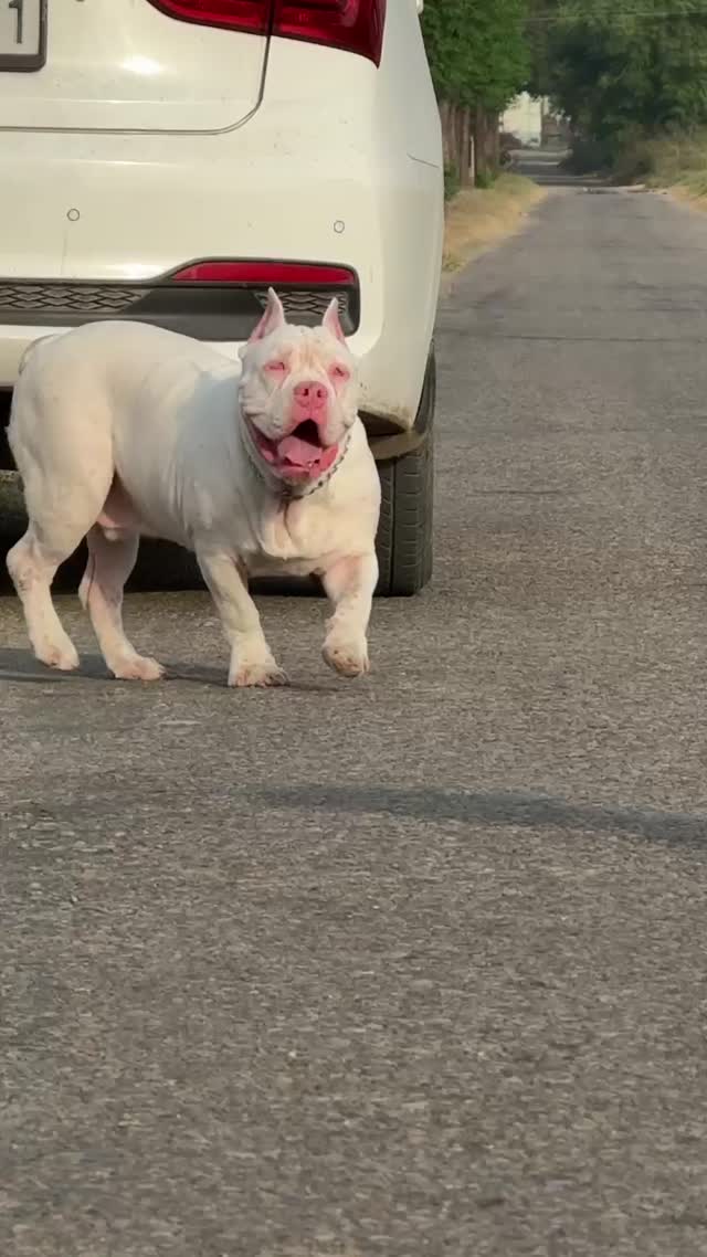 American Bully Pocket Size Puppy, farm video