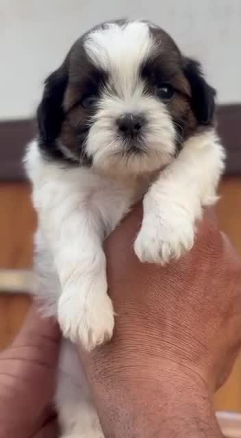 Shih Tzu | Black Color, farm video