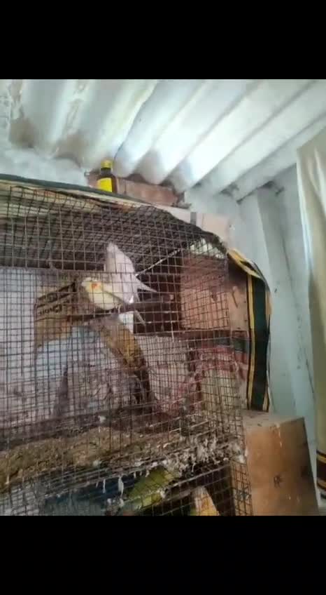 Cockatiel, farm video