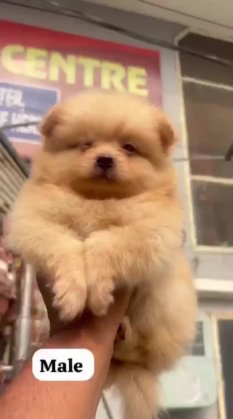 Culture Pom Puppy | Orange Color, farm video