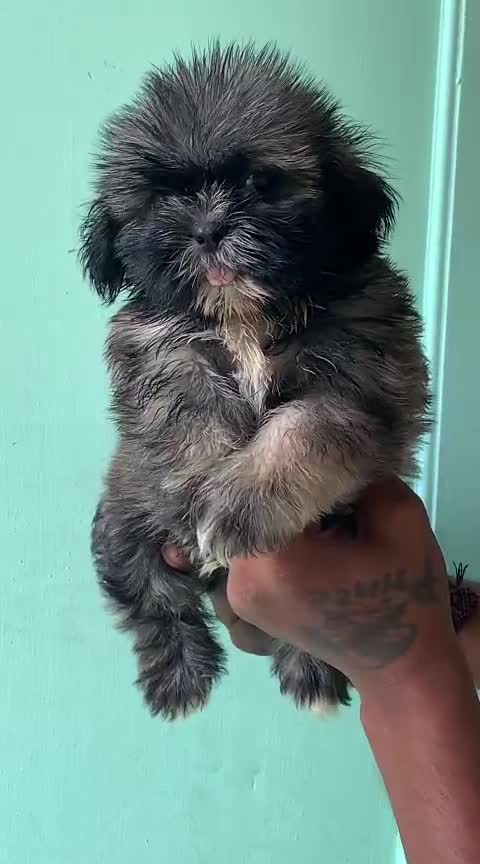 Shih Tzu | Black Color, farm video