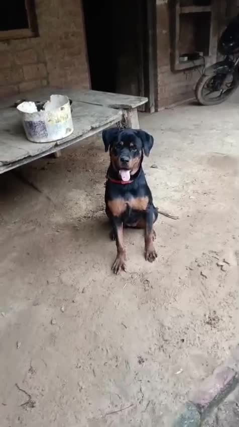 Rottweiler Puppy, farm video