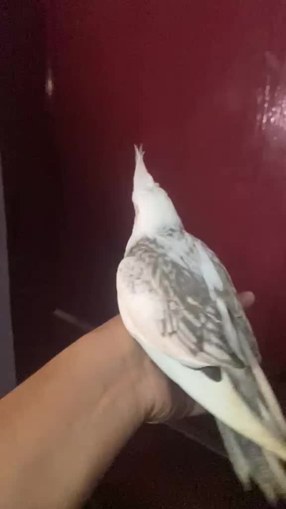 Cockatiel, farm video