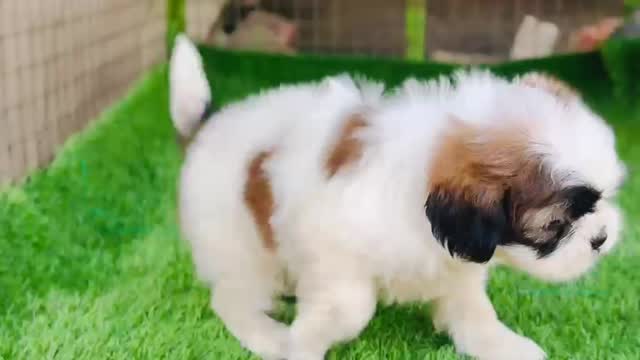 Shih Tzu | Black Color, farm video