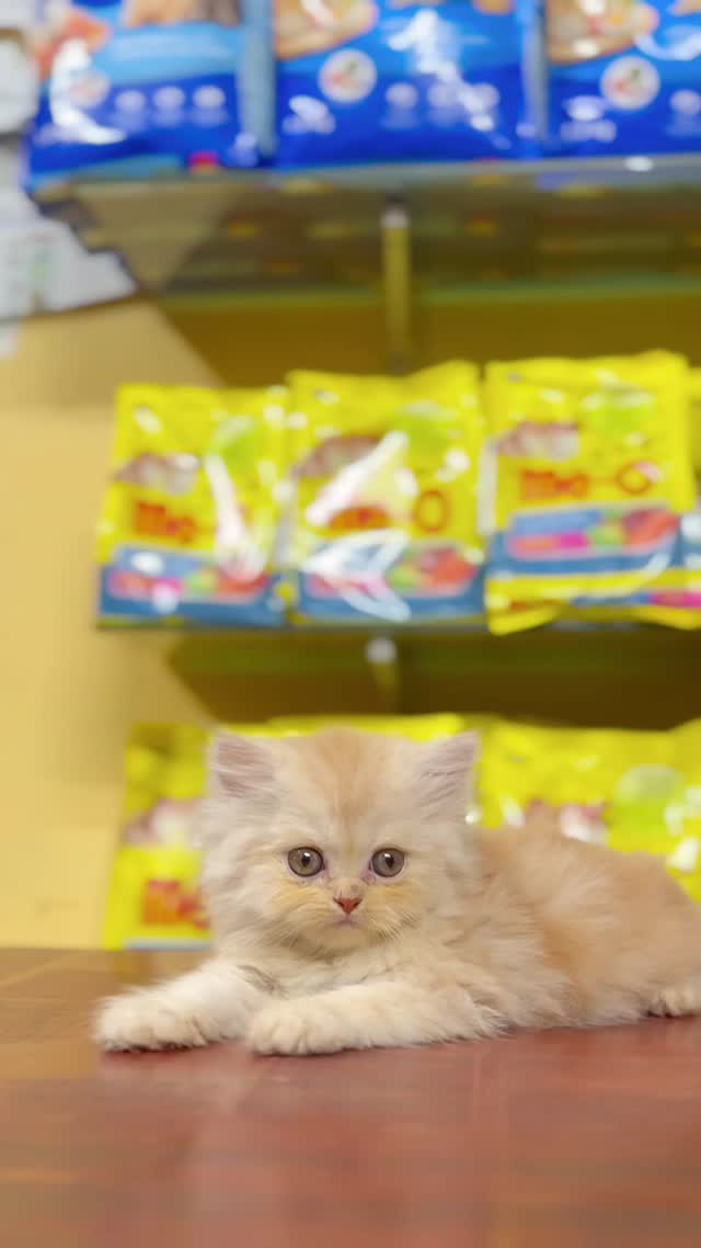 Persian, farm video