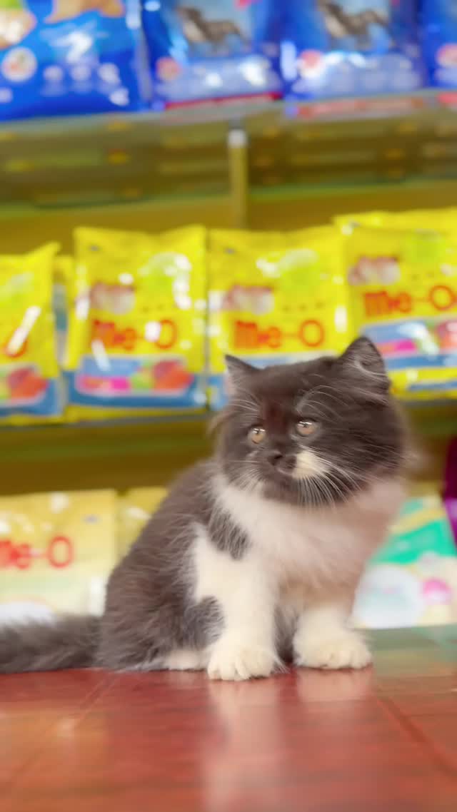 Persian, farm video
