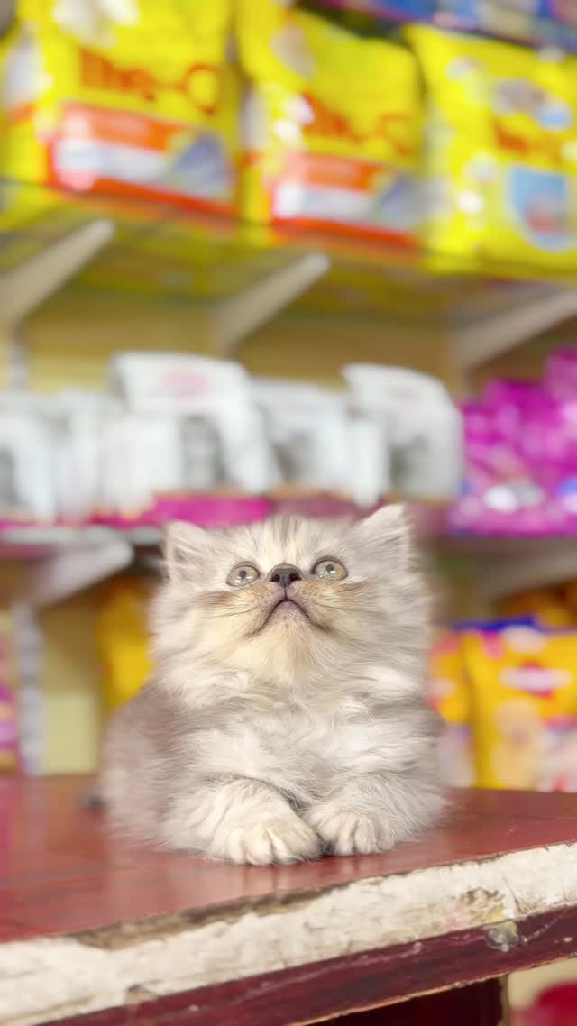 Persian, farm video