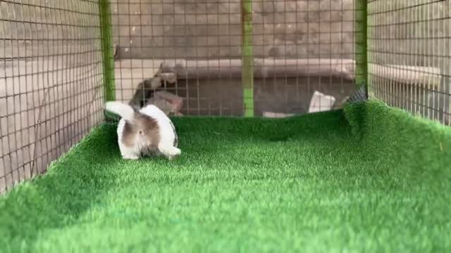Shih Tzu | Black Color, farm video
