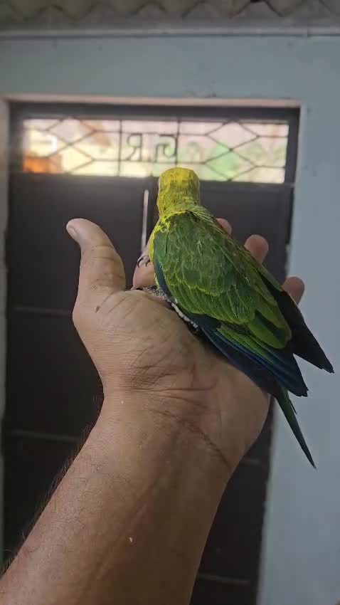 Sun Conure, farm video