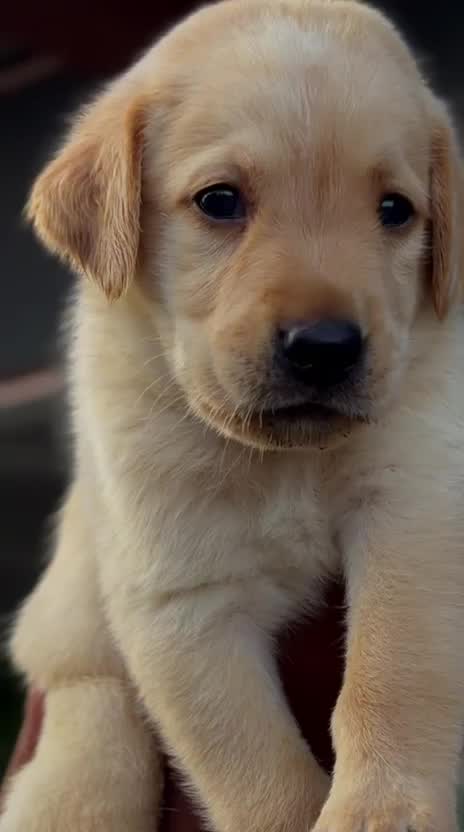 Beagle Black & Tan Puppy, farm video
